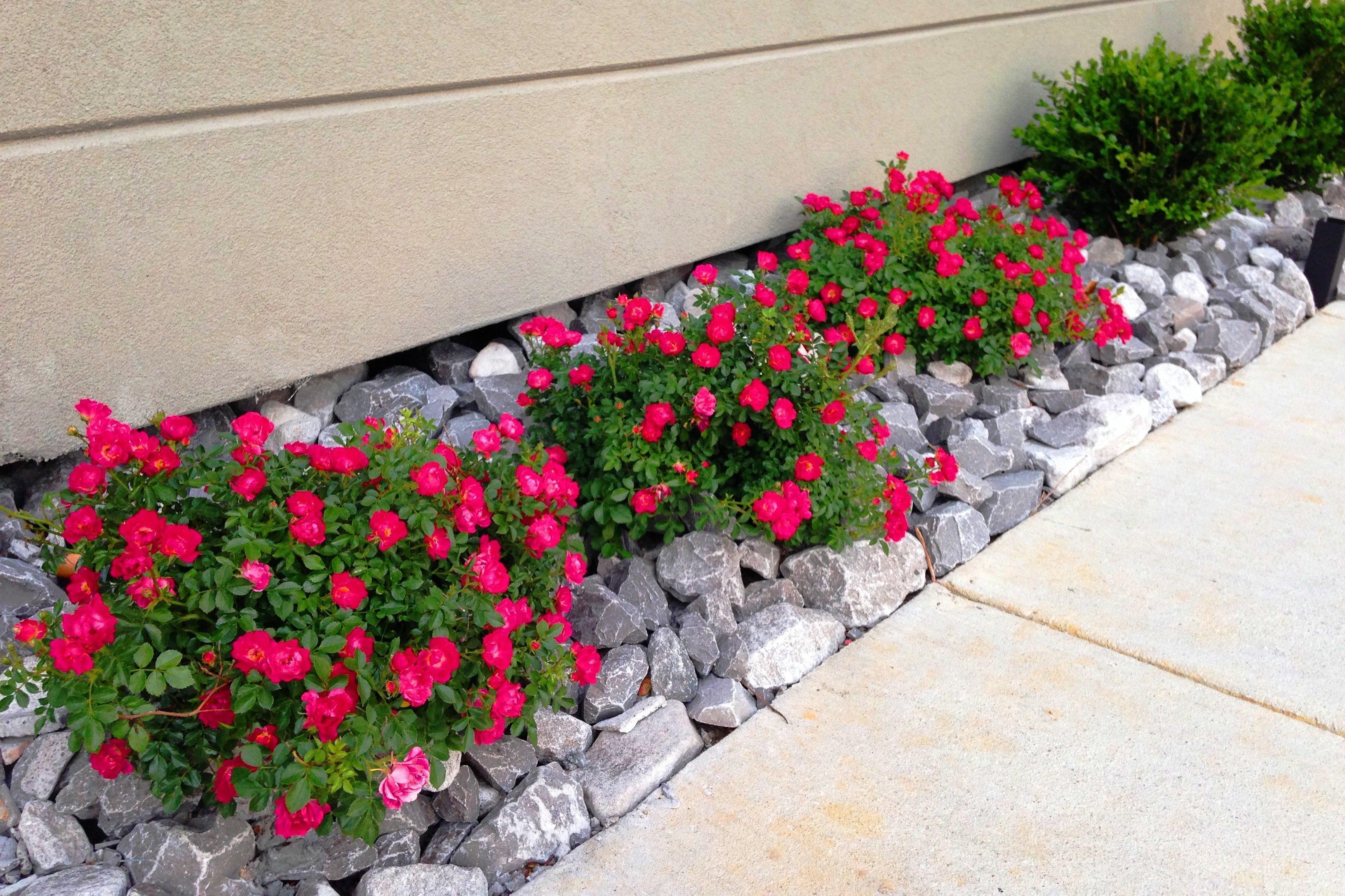 Holiday Inn Express & Suites Jackson Downtown - Coliseum, An Ihg Hotel Exterior photo